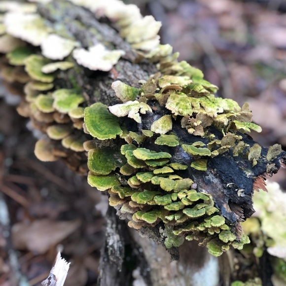 Meet your Posher, Tasha - Picture 12 of 16